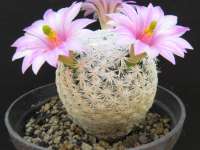 Tavaszi Országos Kaktuszkiállítás és Vásár az ELTE Füvészkertben