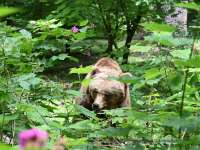 Medve a kertben – A Medveotthon és a Botanikus Kert közös akciója